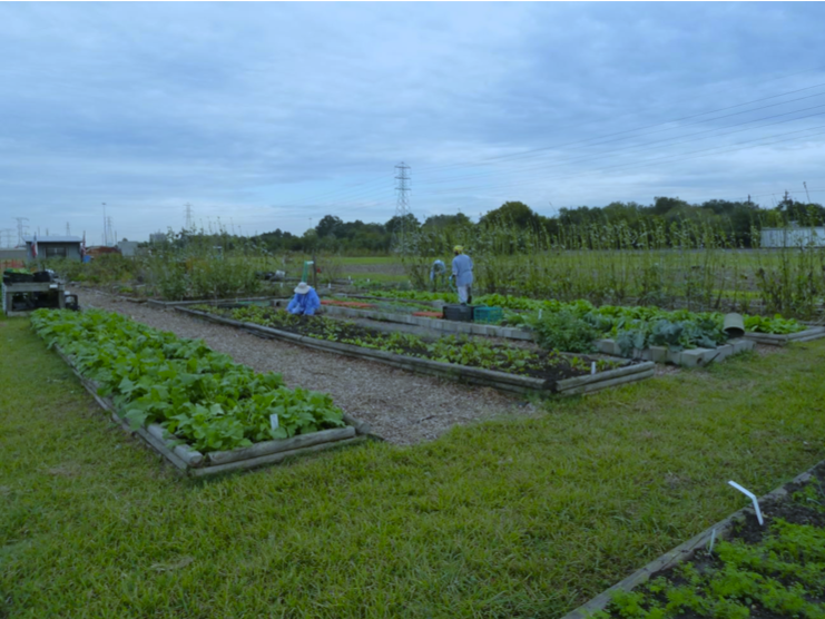 Braes Interfaith Ministries garden general photo of the raised beds