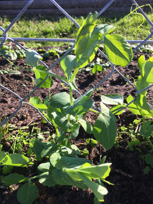 peas working to get on the fencing