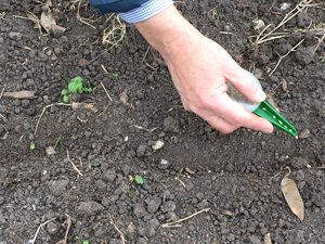 Tom using one of the new seed planting tools