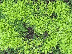 buttercrunch sprounting from a broadcast planting