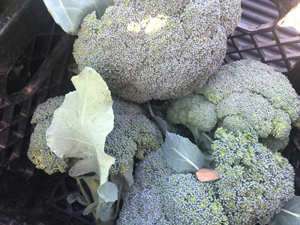 some broccoli
