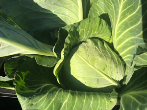 a nice cabbage
