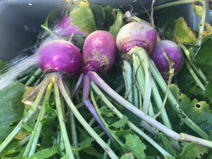 radishes